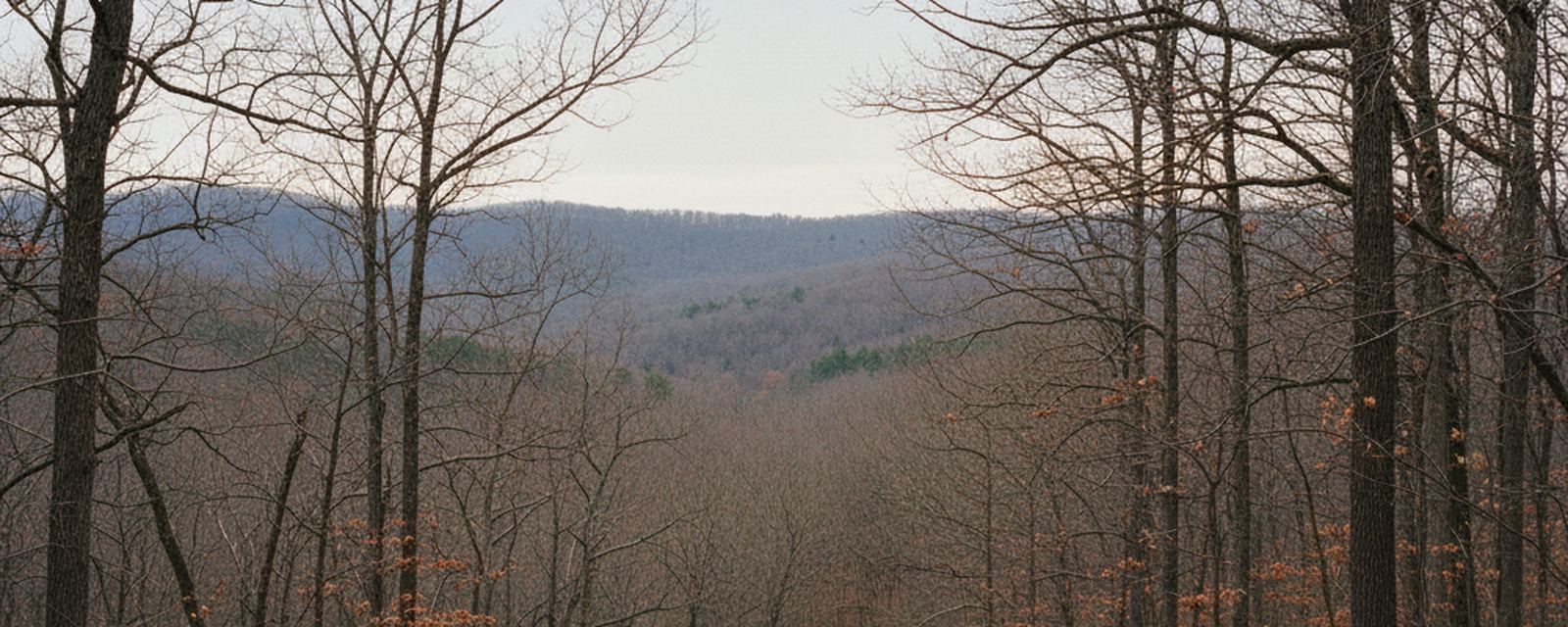 Bare hardwood trunks with rust leaves still clinging frame a valley of leafless gray canopy, dark evergreens threading the mid slope, and a low forested ridge under pale overcast.